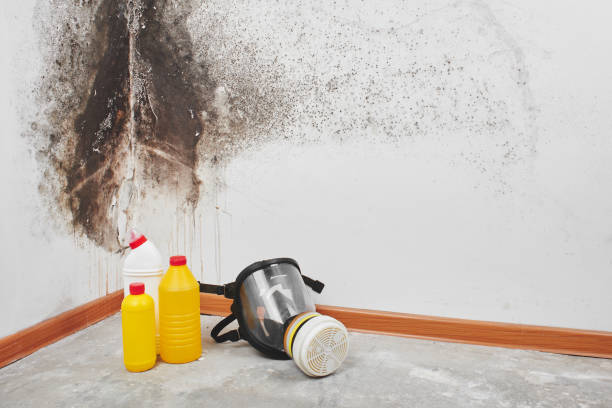 Best Fast Mold Removal  in Jordan, MN