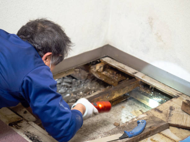 Best Toxic Mold Removal  in Jordan, MN
