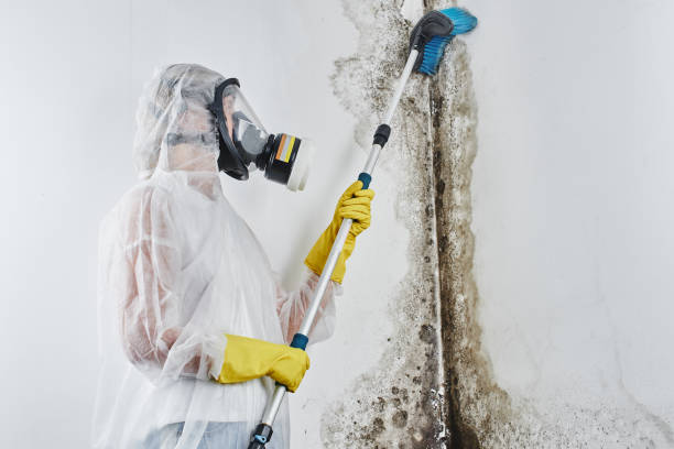 Best Crawl Space Mold Removal  in Jordan, MN