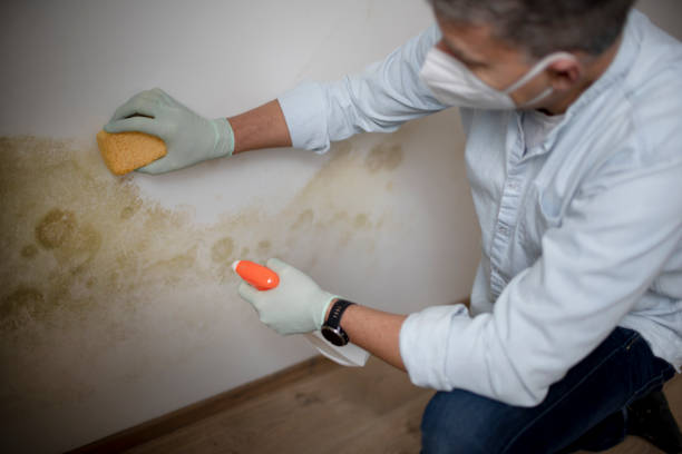Best Mold Testing  in Jordan, MN