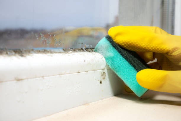 Crawl Space Mold Removal in Jordan, MN