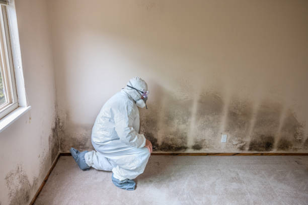 Best Certified Mold Removal  in Jordan, MN