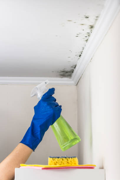 Best Emergency Mold Removal  in Jordan, MN